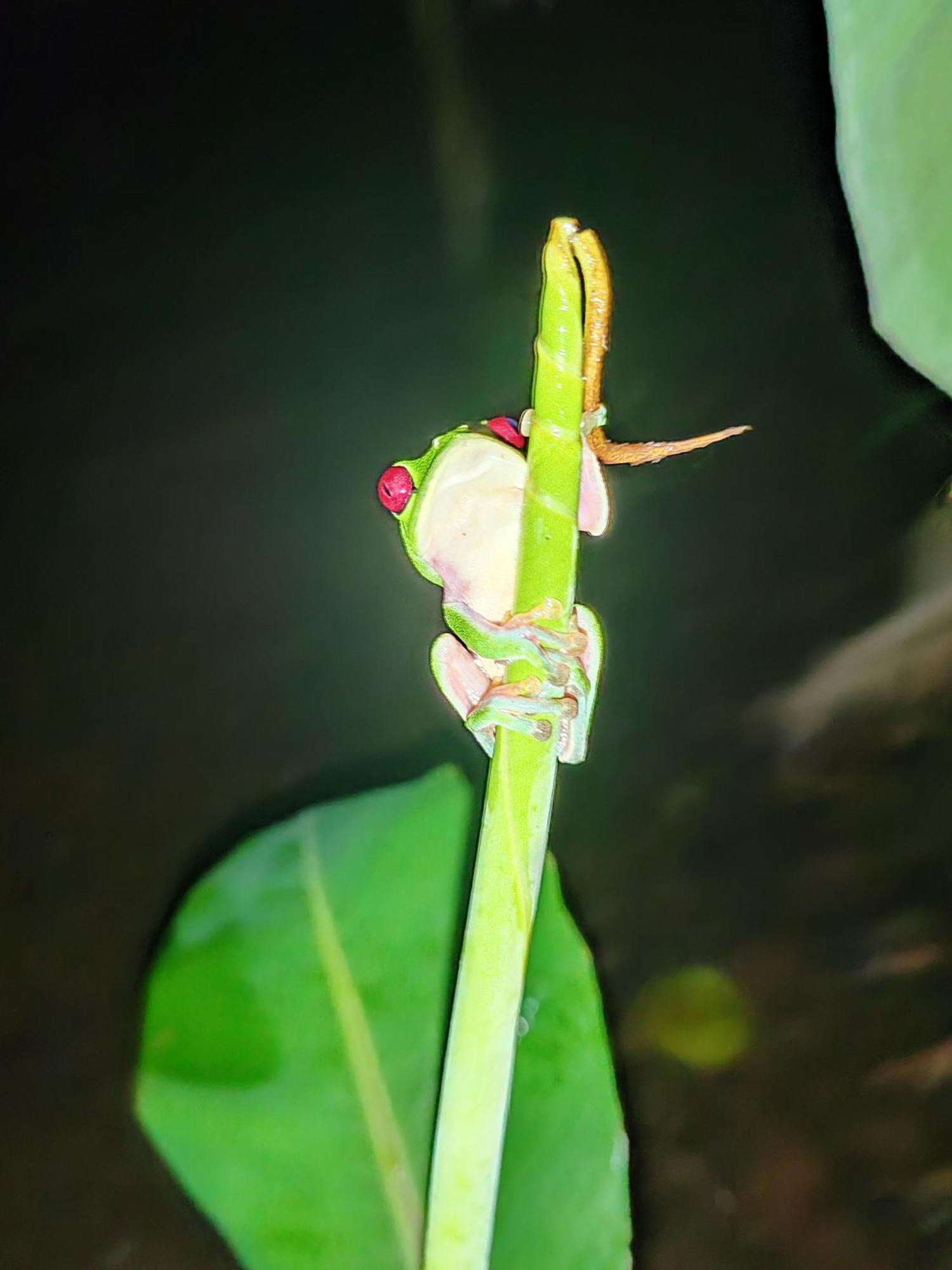 Garden Of Heliconias Lodge Drake Bay Luaran gambar